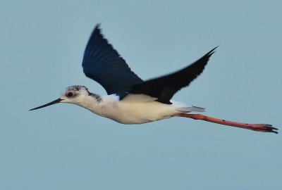 DSC_8883aaa.jpg