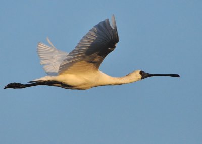 DSC_1837aaa.jpg