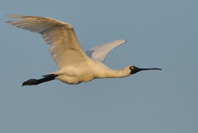 DSC_1977aaa.jpg