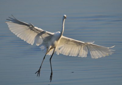 DSC_2074AAX.jpg