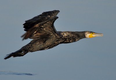 DSC_2155AAS.jpg
