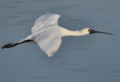 DSC_2356AAA.jpg