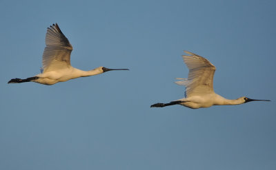 DSC_1985aAA.jpg