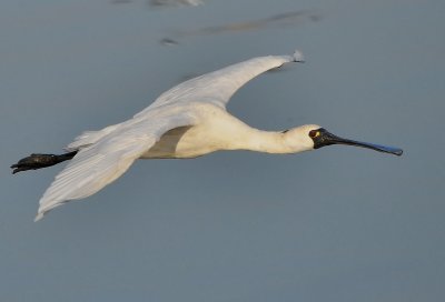DSC_2172Aaa.jpg