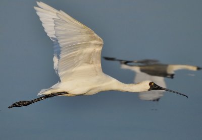 DSC_2228Aaa.jpg