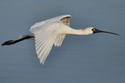DSC_2354Aaa.jpg