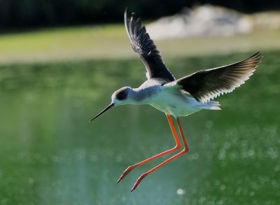DSC_3043aaa.jpg