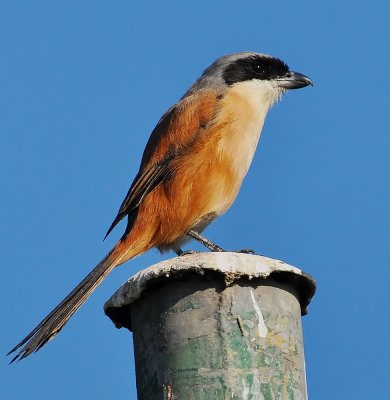 DSC_3140aaa.jpg