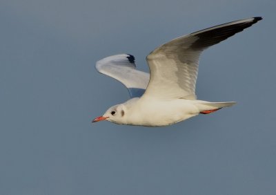 DSC_3281aaa.jpg