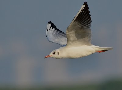 DSC_3284aaa.jpg