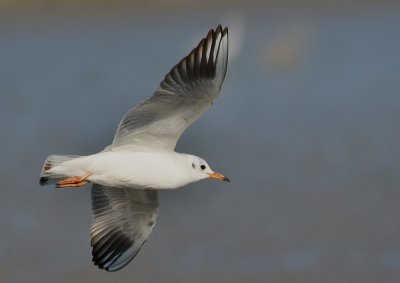 DSC_4068Aaa.jpg