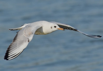 DSC_4102Aaa.jpg