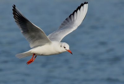 DSC_4535Aaa.jpg