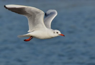 DSC_4536Aaa.jpg