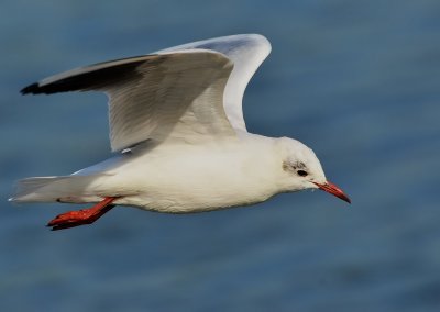 DSC_4550Aaa.jpg