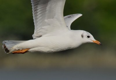 DSC_5092Aaa.jpg