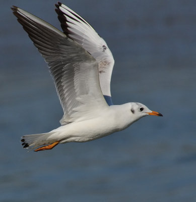 DSC_5154Aaa.jpg
