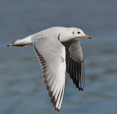 DSC_5211Aaa.jpg