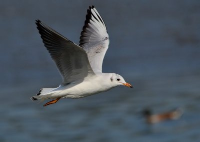DSC_5214Aaa.jpg