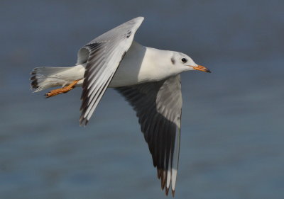 DSC_5217AB.jpg