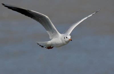DSC_5326Aaa.jpg