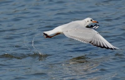 DSC_5363Aaa.jpg