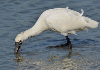 DSC_5234Aaa.jpg