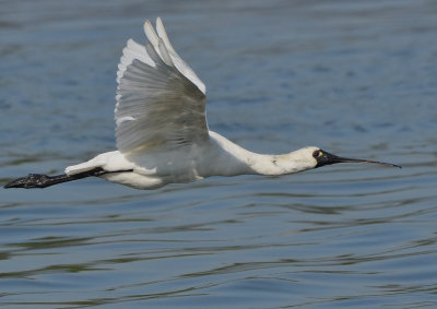 DSC_5101Aaa.jpg