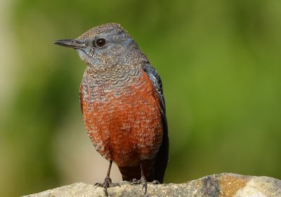 DSC_7633aaa.jpg