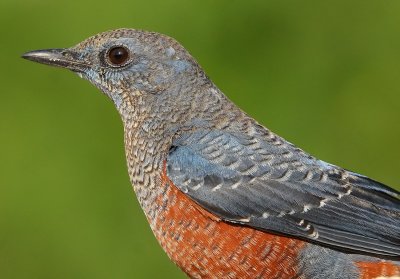 DSC_7440aaa.jpg