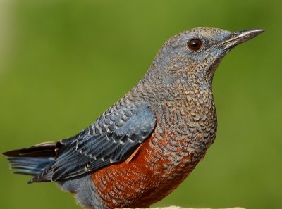 DSC_7430aaa.jpg