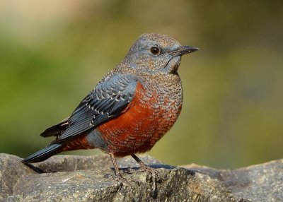 DSC_7686aaA.jpg
