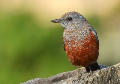 DSC_7692aaa.jpg