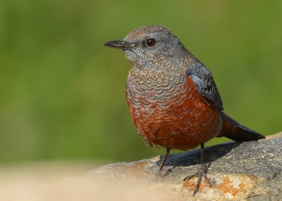 DSC_7706aaa.jpg