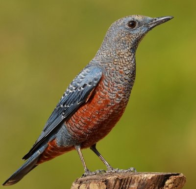 blue_rock_thrush_2011