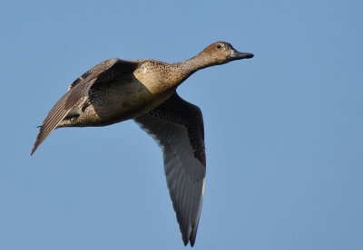 DSC_4919Aaa.jpg