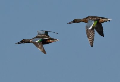 DSC_5459AAA.jpg