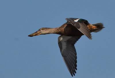 DSC_5641AAA.jpg