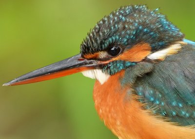 DSC_7000bqQ.jpg