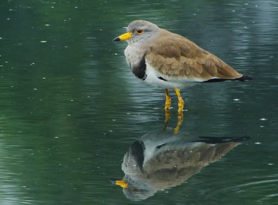 DSC_7063aaa.jpg