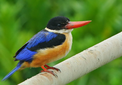 black capped kingfisher