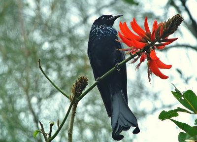 DSC_2383AAA.jpg