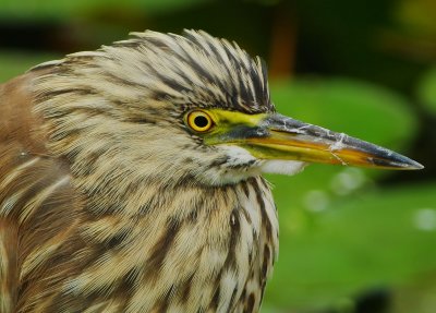 DSC_9677aaa.jpg