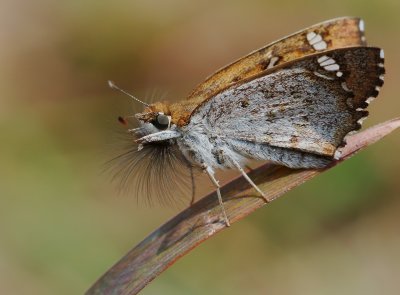 DSC_3028aaa.jpg