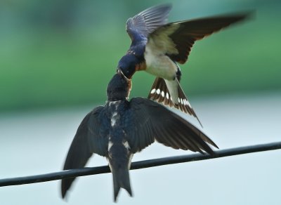 DSC_8041aaa.jpg