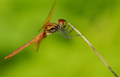 DSC_3086aaa.jpg