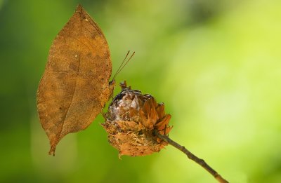 dry_leaf