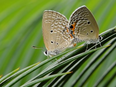 plains_cupid_butterfly