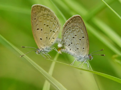 plains_cupid_butterfly
