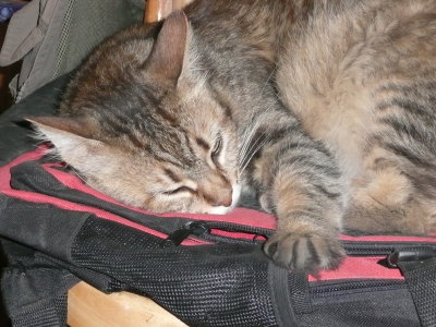 I love to sleep on Dad's backpack